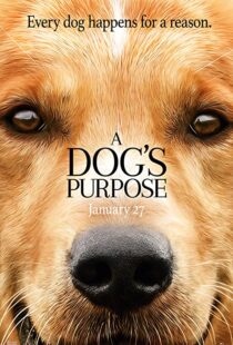 دانلود فیلم هندی A Dog’s Purpose 201741616-1166755608