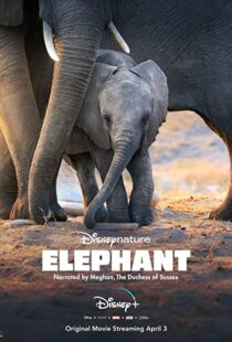 دانلود مستند Elephant 202038728-435341356
