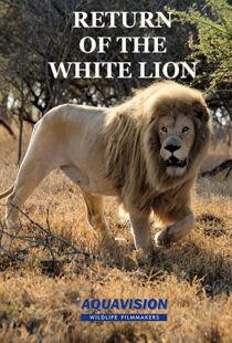 دانلود مستند Return of the White Lion 2008103488-578946425