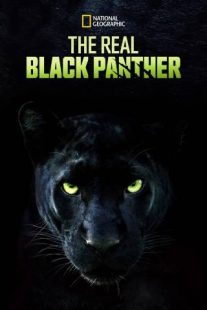 دانلود مستند The Real Black Panther 2020229564-1315732408