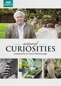 دانلود سریال Natural Curiosities382054-1444659622