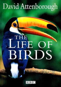 دانلود مستند The Life of Birds382058-1803645667