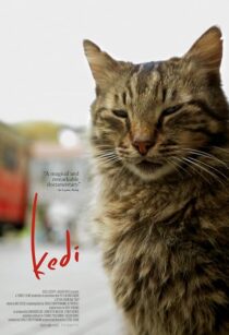 دانلود مستند Kedi 2016417655-134465363