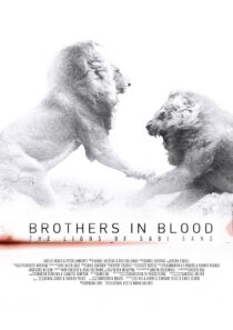 دانلود مستند Brothers in Blood: The Lions of Sabi Sand 2015424819-1080245969