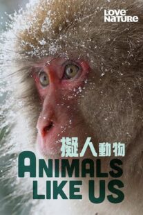 دانلود مستند Animals Like Us423066-2082337424